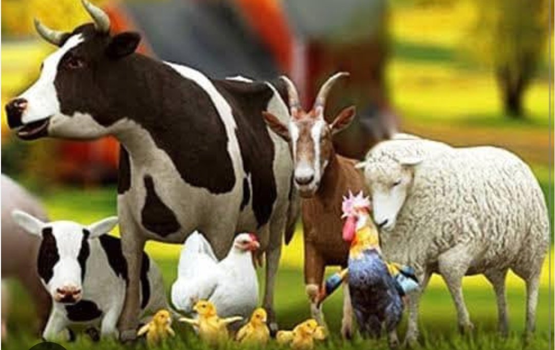 Bugün 4 Ekim
Hayvanları koruma günü ya,
Aklımıza sadece
kedi ve köpek gelmesin.
Yeni Dünya Düzeni ile
Yok edilmeye çalışılan
küçük ve büyükbaş hayvanlar
Tavuk, koyun ve inek gelmeli.
Asıl ve ısrarla onları korumalıyız.