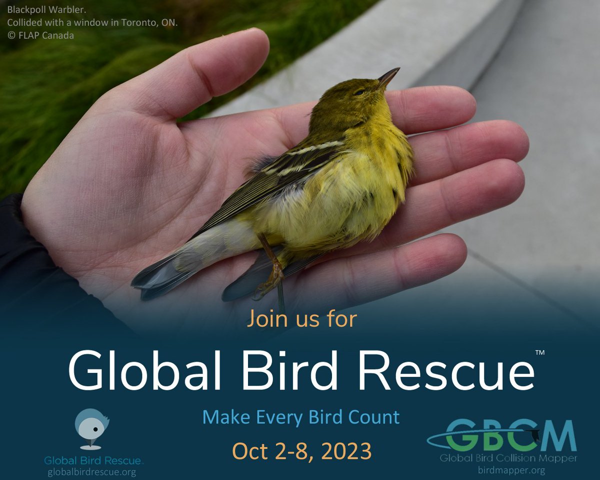 The #GlobalBirdRescue is now on! 🐦‍⬛🐦🦉🦜Check out globalbirdrescue.org for more information on how to get involved!
