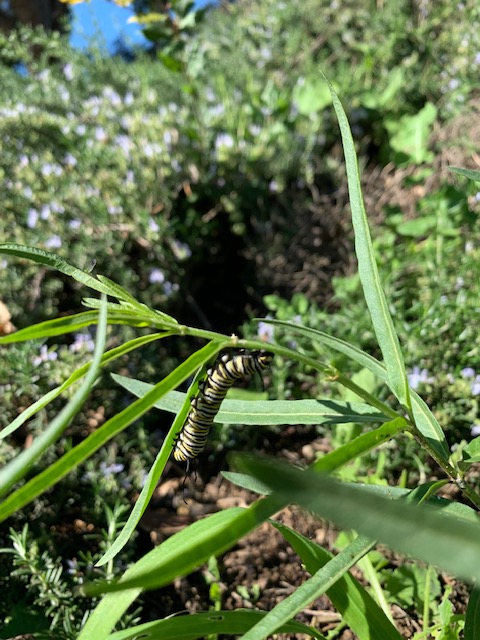 BREAKING NEWS!!! A caterpillar has been spotted feasting on Milkweed planted by Oak View students last spring during Monarch Butterfly Restoration Project Day at Oak View! The students grew this plant from seed! Success!!! This caterpillar will soon become a Monarch Butterfly!
