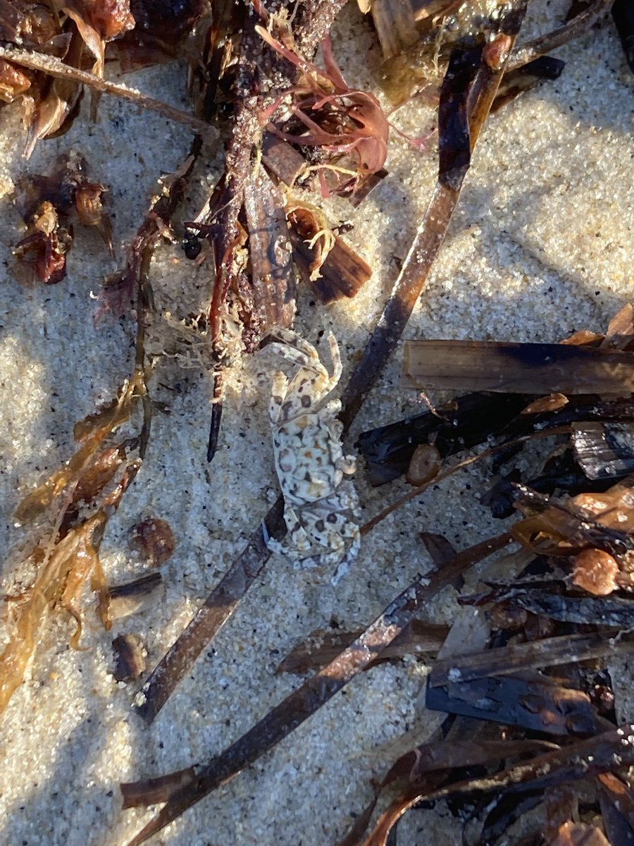 Crab scientists - ID help please! This was among some washed up macro algae &amp; seagrass in Woods Hole, Mass.