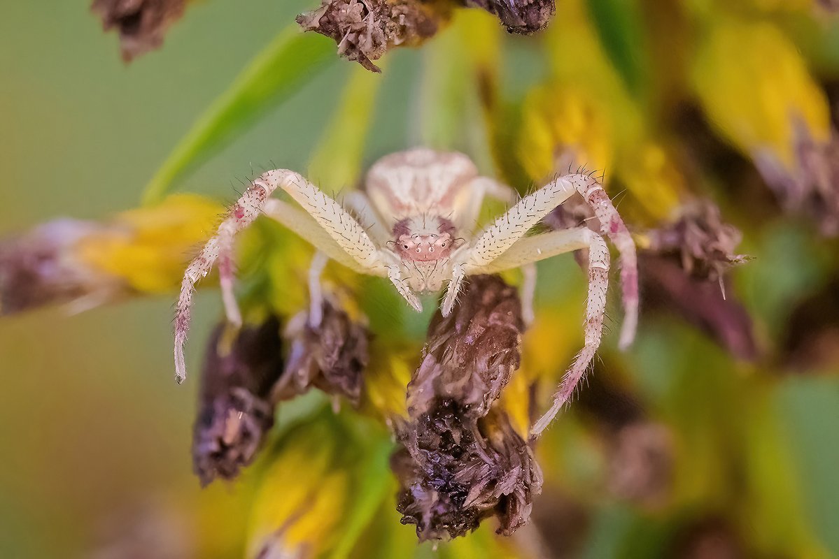 Happy Friday the 13th! We're celebrating the season with some macro shots of spiders, a Halloween icon 🕷 Images by SIGMA Ambassador @fairyography with the SIGMA 105mm F2.8 DG DN Macro | Art, available in Sony E Mount & L Mount. To learn more, visit sigmaphoto.com