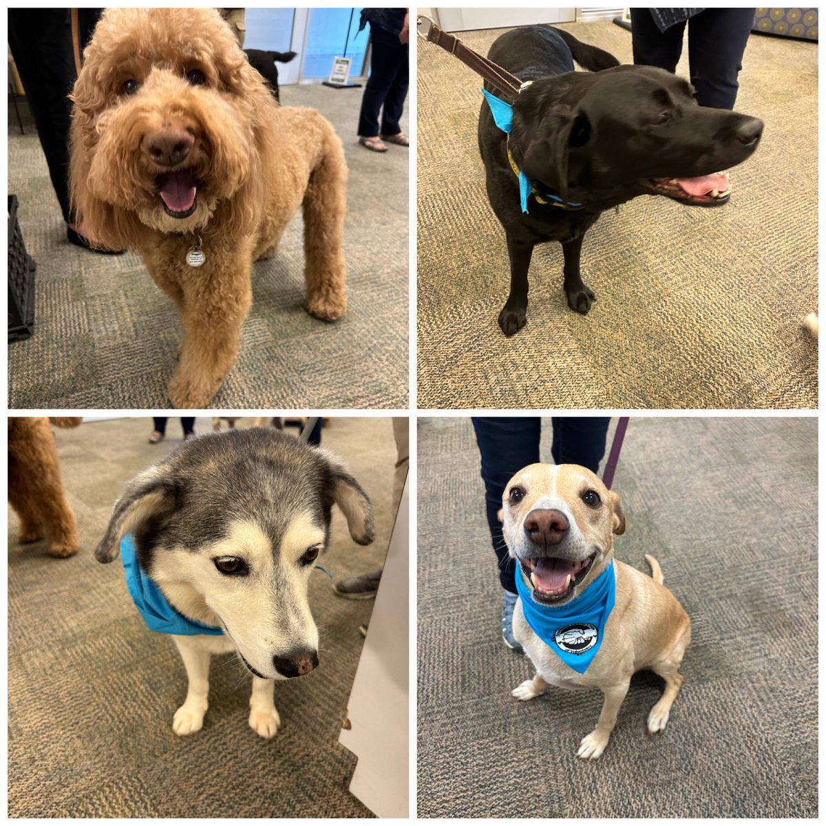 CGaillour's tweet photo. So many great things going on at GOK!
#GOKGarden #ReadToTheDogs #BuddyReaders #PhasesOfTheMoon @ABQschools https://t.co/neGlZiFuUk