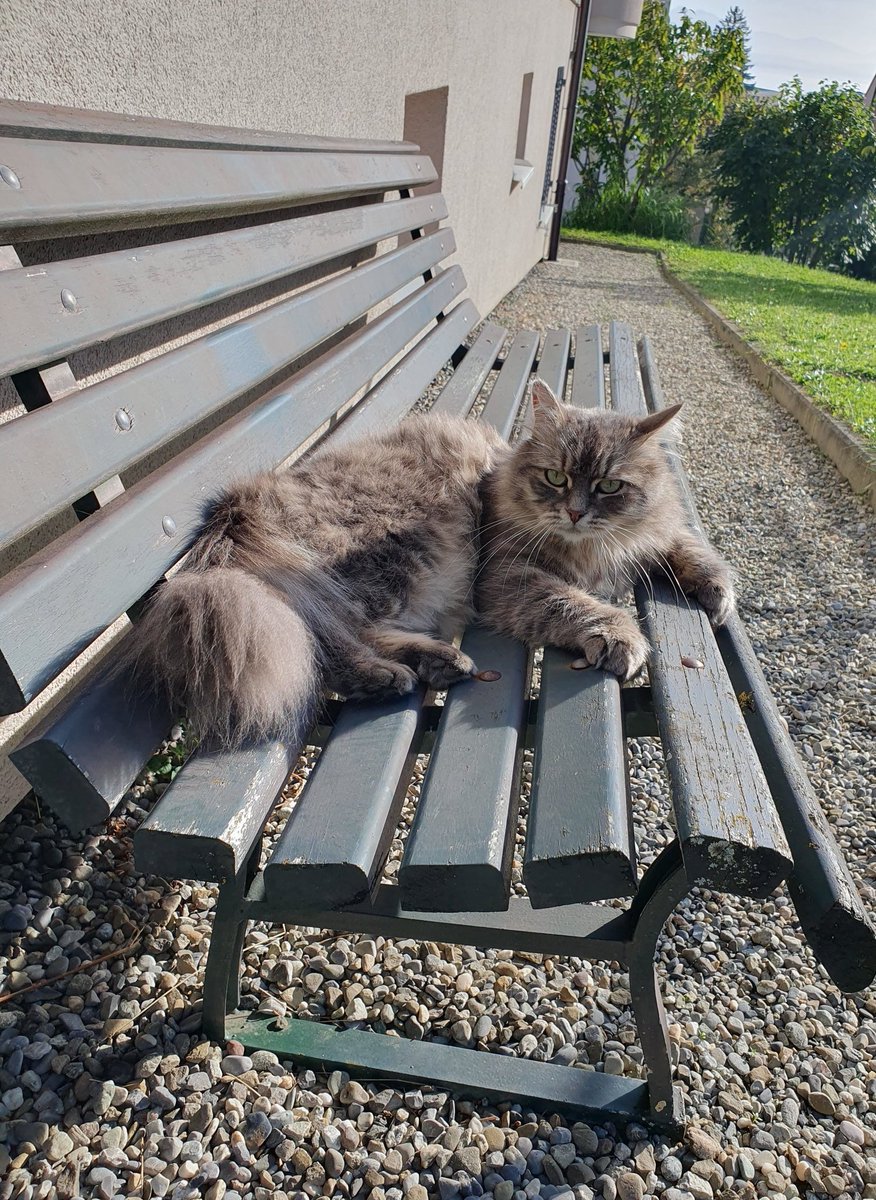 LisaKussun's tweet photo. 近所のイケメン猫ちゃんを、勝手にポワルと呼んでいつも遊んでいたが、別の近所の方に本当の名前を教えてもらった。

Moonskinムーンスキン

・・・。

1年以上Poilと読んでいたからちょっと違和感。 https://t.co/mRSp1aYAqf