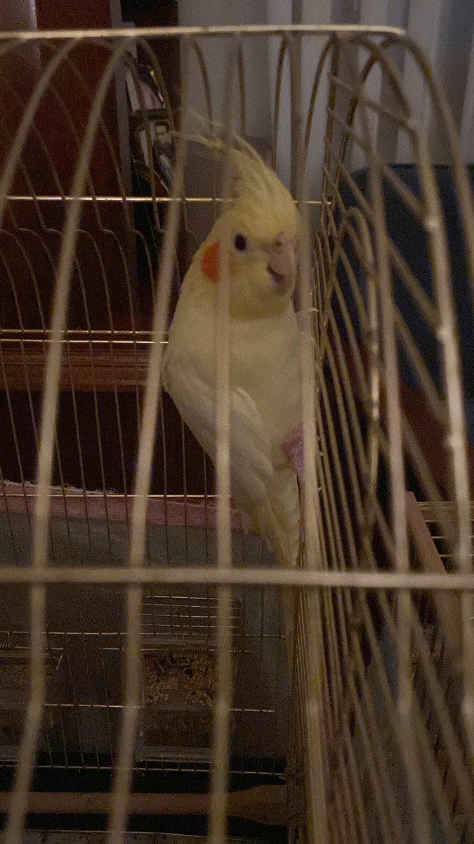 Dünya Hayvanlar günü mü , o da ne💝