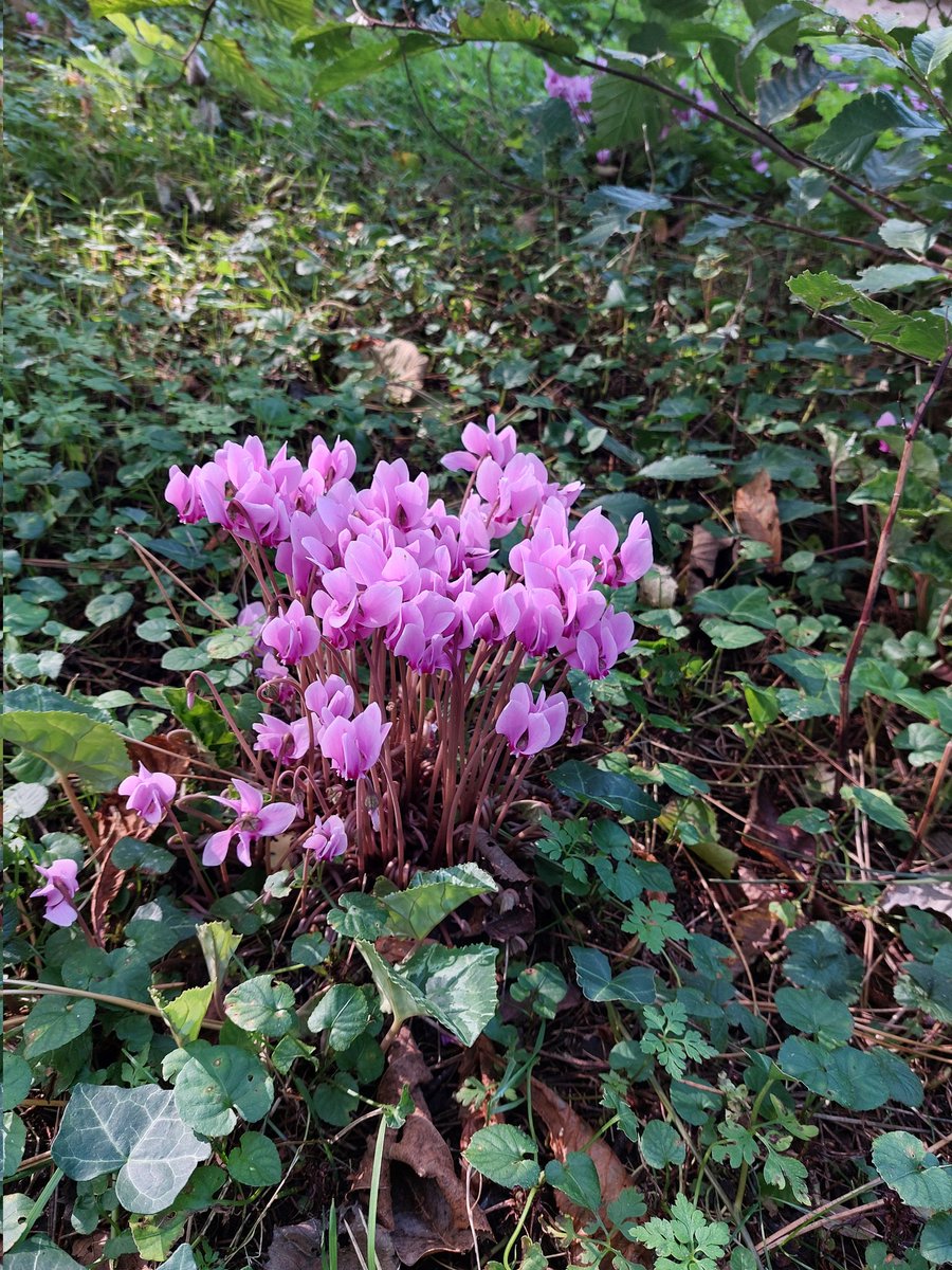 You don't have to look for beauty.  It will find you. Peter Meade 
#beauty #Wildflower #LoveIreland