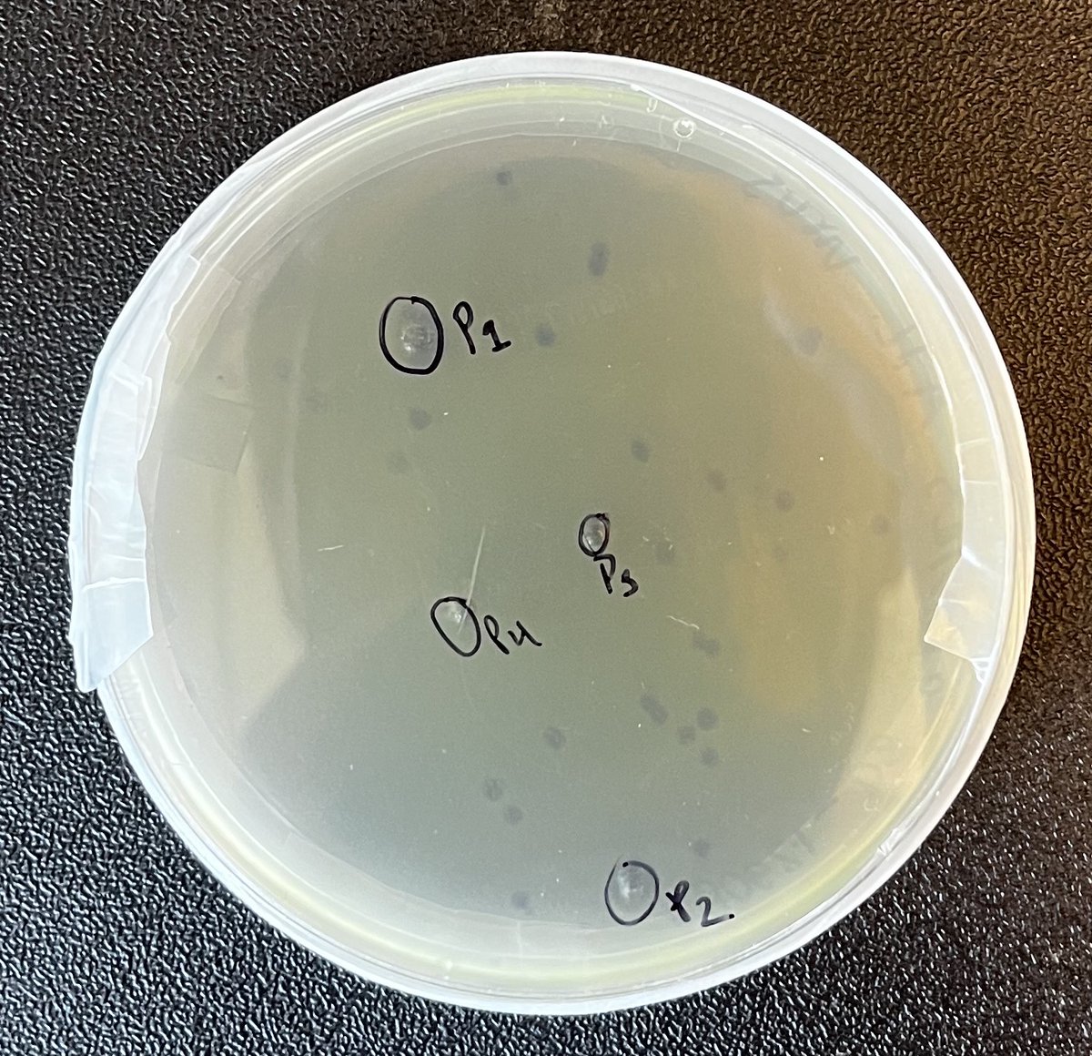 Nathan Ahlgren (@ahlgren_lab) on Twitter photo Excited to show off the lab's first cyanophage plaques from Angell and (Duklida, not pictured), two UG researchers. This is on their first go of it!
We have been relying on Marcie Marston for phage isolation in our collaboration, but it was high time to do it our selves. Excited to show off the lab's first cyanophage plaques from Angell and (Duklida, not pictured), two UG researchers. This is on their first go of it!
We have been relying on Marcie Marston for phage isolation in our collaboration, but it was high time to do it our selves.