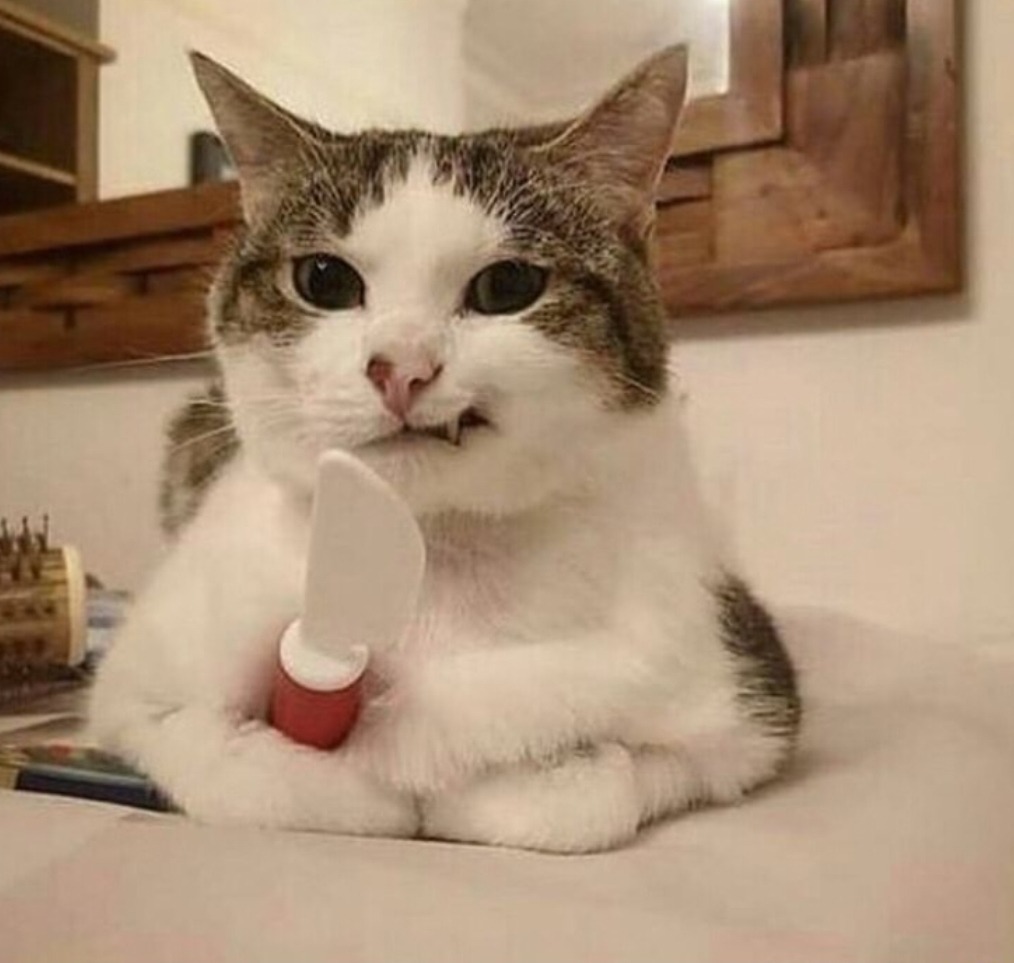 Dont Show Your Cat tweet media