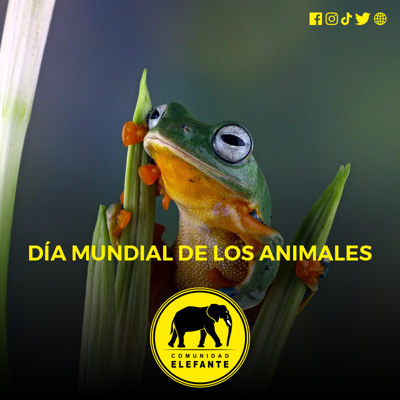 ElefantesGuate's tweet photo. Este día se conmemora con el objetivo de frenar la extinción de muchas especies alrededor del mundo.
#ComunidadElefante https://t.co/5fFX2zpYKp