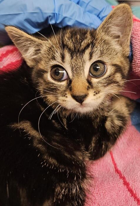 Meet Genevieve! She is a sweet young kitten learning to trust people. Could sweet Genevieve be your forever friend? Visit ow.ly/zoCH50PSxZe to learn more. #Secheltbc #Bcspca #Adoptbcspca #Adoptdontshop #Adoptablecat #Adoptablekitten