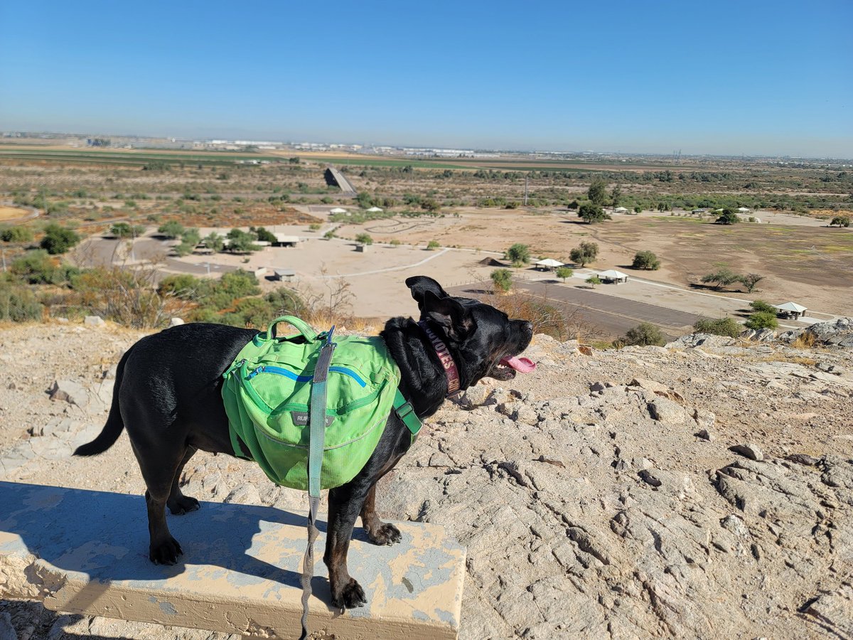 ShadowThePibble's tweet image. 