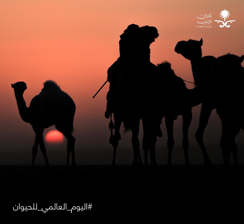 تحظى الإبل باهتمام ورعاية تاريخية من القيادة الرشيدة في بلادنا المباركة باعتبارها موروثاً تاريخياً وثروة وطنية.

وبمناسبة #اليوم_العالمي_للحيوان
 نستذكر دور الإبل الفاعل في مرحلة توحيد مملكتنا الغالية🇸🇦
 و أثارها في حياة الأباء والأجداد.
