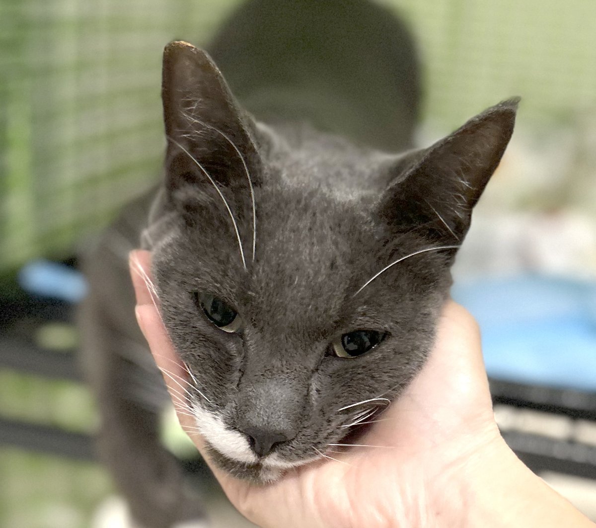 CatConnectionLA's tweet photo. FOSTER (OR ADOPTER) NEEDED!! URGENT!!
L’Eclair 3 yr big sweet boy. He comes when called and likes to be held and petted. L’Eclair is gentle, friendly and easygoing. f you can FOSTER (or adopt) contact Dana: 818.639.1397 or cats@danacapybara.com #CatsOfTwitter #AdoptDontShop #cats https://t.co/7Ceg5ygqKw