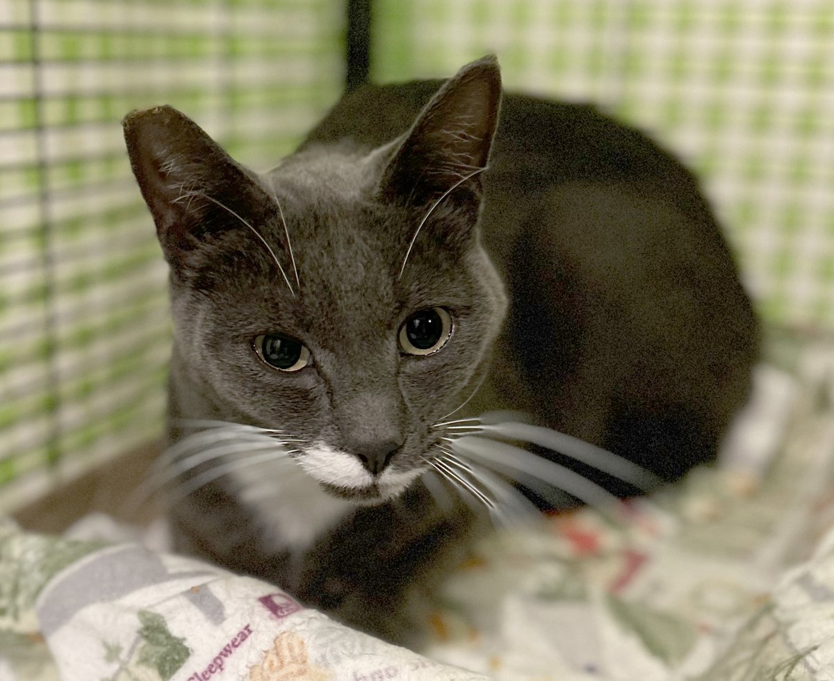 CatConnectionLA's tweet photo. FOSTER (OR ADOPTER) NEEDED!! URGENT!!
L’Eclair 3 yr big sweet boy. He comes when called and likes to be held and petted. L’Eclair is gentle, friendly and easygoing. f you can FOSTER (or adopt) contact Dana: 818.639.1397 or cats@danacapybara.com #CatsOfTwitter #AdoptDontShop #cats https://t.co/7Ceg5ygqKw