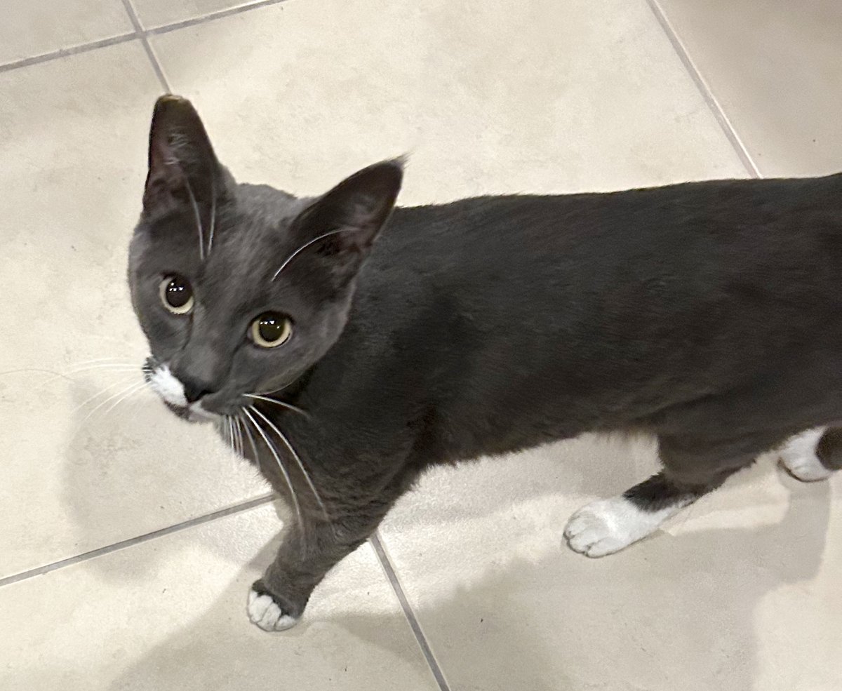 FOSTER (OR ADOPTER) NEEDED!! URGENT!!
L’Eclair 3 yr big sweet boy. He comes when called and likes to be held and petted. L’Eclair is gentle, friendly and easygoing. f you can FOSTER (or adopt) contact Dana: 818.639.1397 or cats@danacapybara.com #CatsOfTwitter #AdoptDontShop #cats