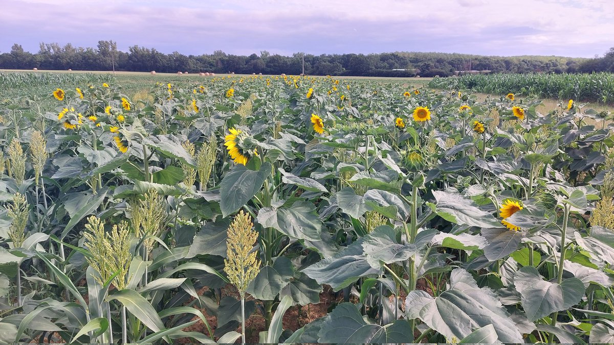 Valentin Deremetz tweet media