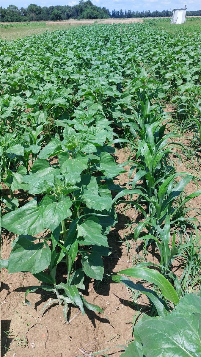 Valentin Deremetz tweet media