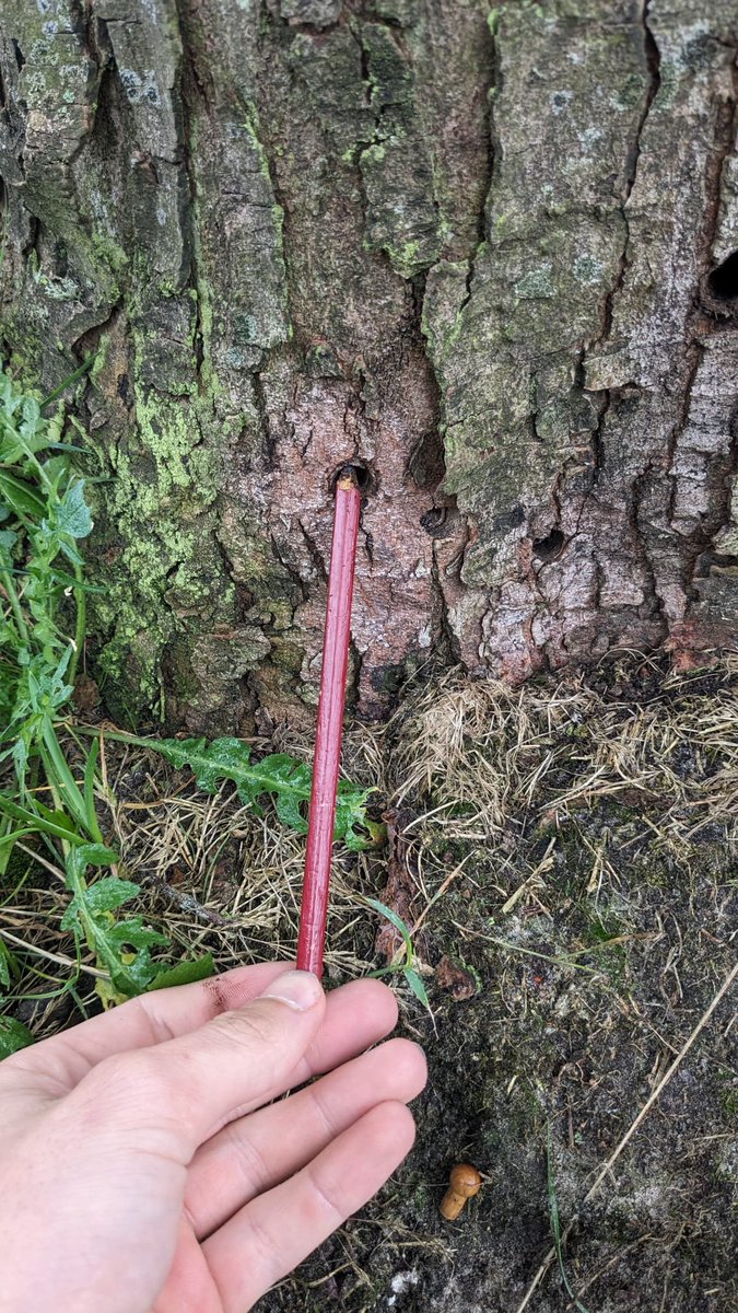 Bomenbieb (tweets: Simen Brunia) tweet media