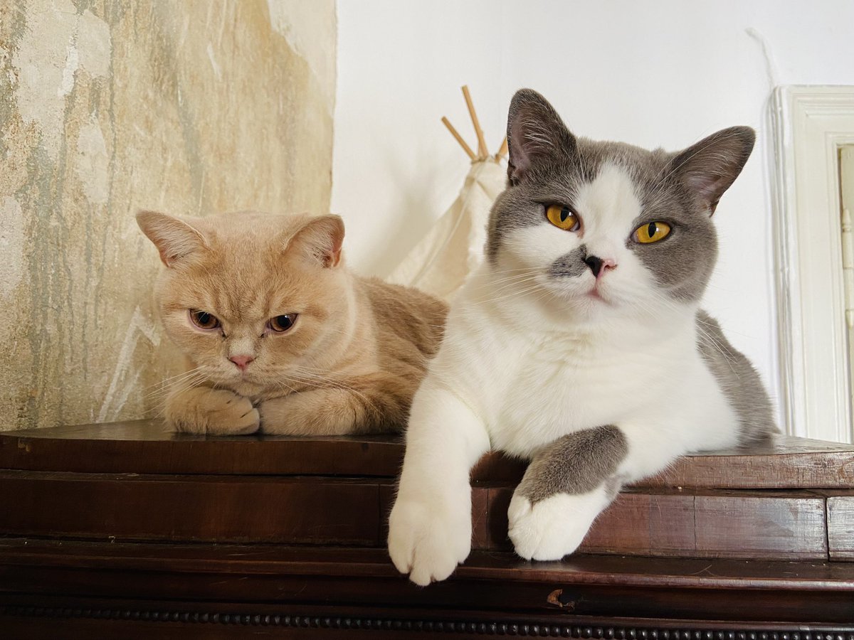 Ich weiß, absolut hoffenungslos, aber es ist wirklich wichtig gerade, weil ich sonst ein sehr großes Problem habe:

Hat jemand eine Idee wie ich und diese beiden Süssen eine Wohnung in Berlin finden könnten? So 50-60qm. 

Wir sind sehr introvertiert und haben Social Anxiety.