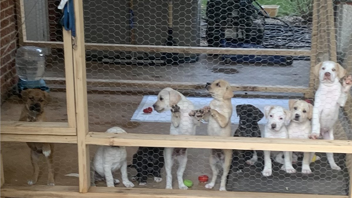 TheGurglingCod's tweet photo. More on these puppies that need homes: 4 boys: George, Johnny, Merle, and Waylon and 6 girls: Wynonna, Dolly, Emmy Lou, Minnie Pearl, Loretta and Patsy. They don't take after their namesakes, much, except for George, who does a TON of cocaine. 
DMs open if you want to meet them. https://t.co/8WA3mWZvtt