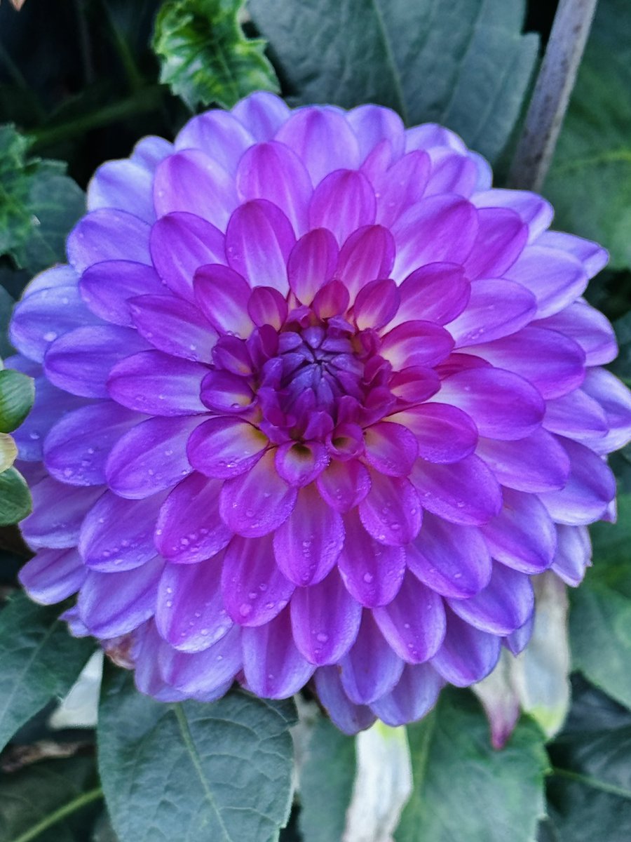 Flower of the Day tweet media