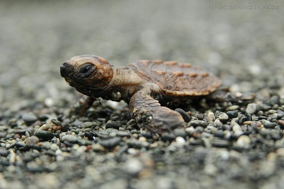 osaconservation's tweet photo. Celebrating #WorldAnimalDay! From sea turtles to endemic mangrove hummingbirds, endangered squirrel monkeys, vultures in the sky, majestic humpback whales in Golfo Dulce, and rewilding peccaries for healthy tropical forests, we cherish our remarkable animal co-inhabitants. https://t.co/l5YA6L7qKe