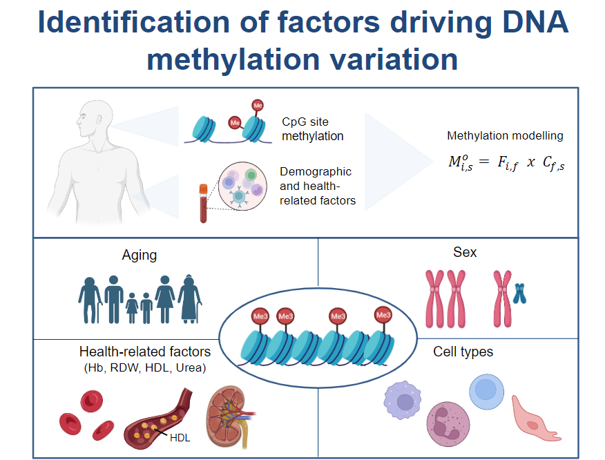New in <a href="/PhysiologicalG/">Physiological Genomics</a> from authors at <a href="/UCLA/">UCLA</a>: The methylome of buccal epithelial cells is influenced by age, sex &amp; physiological properties (Giulia Protti et al.) 

ow.ly/46wE50PSG9W

#Epigenetics #DNAmethylation #BuccalEpithelialCells #ArticlesinPress