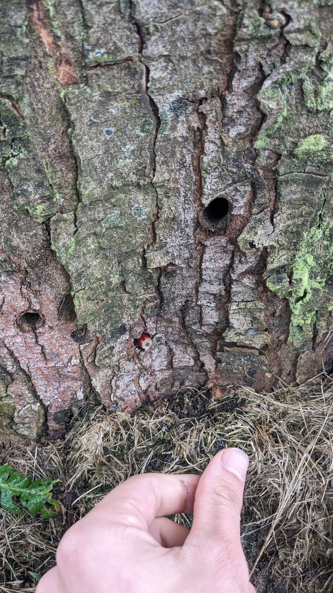 Bomenbieb (tweets: Simen Brunia) tweet media