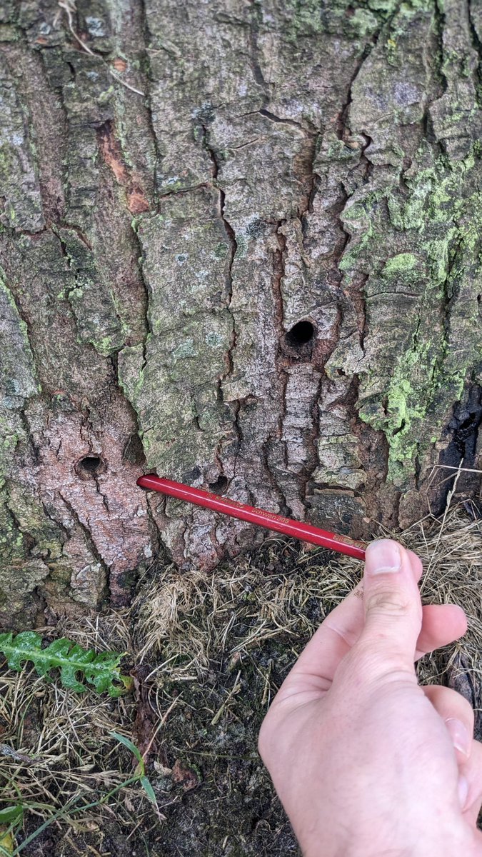 Bomenbieb (tweets: Simen Brunia) tweet media