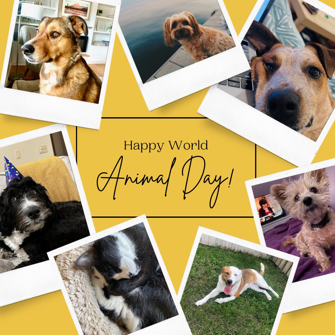 Happy World Animal Day from Worthington PR &amp; Story! 🌍 🐾 

Check out the adorable furballs our staff cherishes! 📸🐶🐱