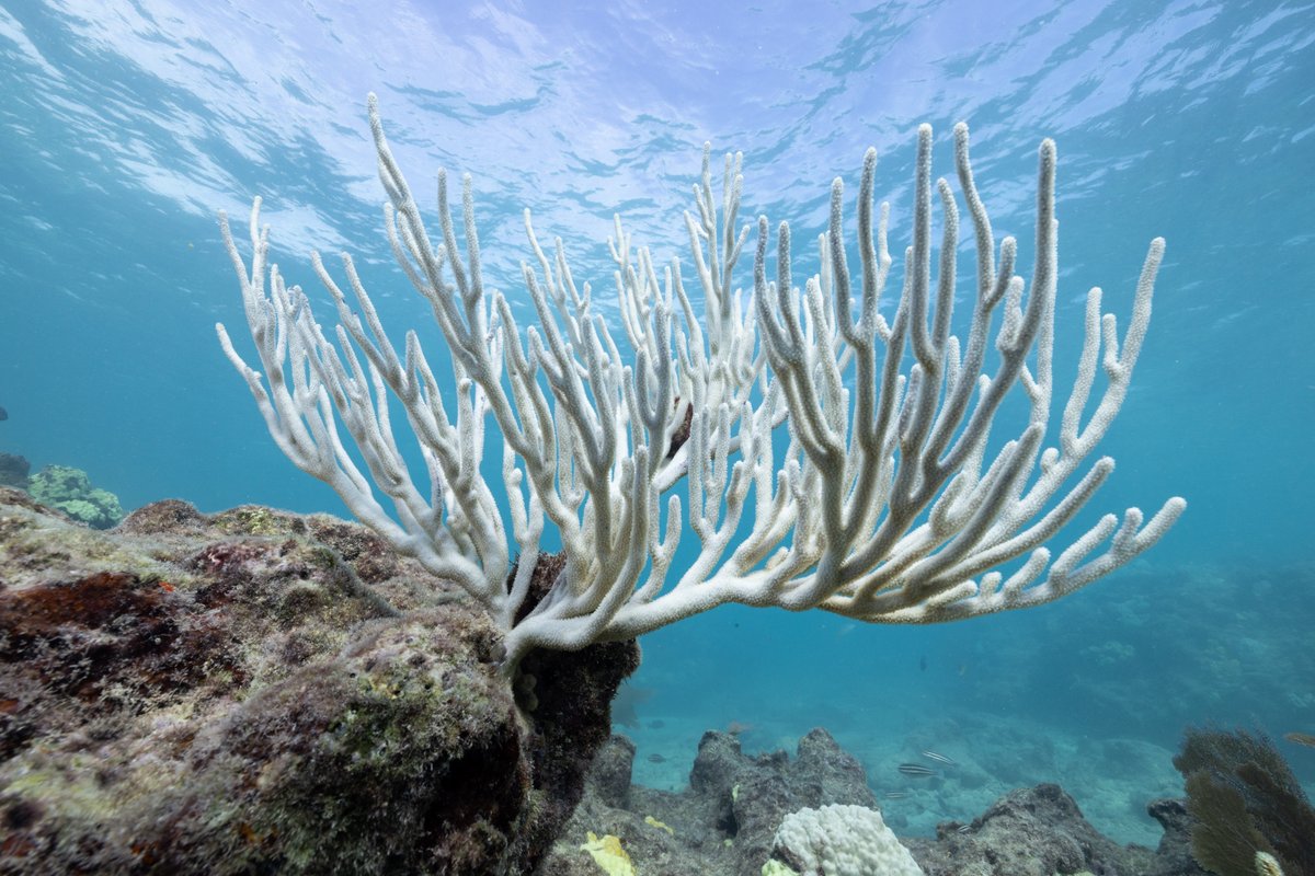 Scientists are racing to develop strategies to breed heat-resilient corals and bolster Florida's reefs, which were subject to water temperatures above 100°F, disease, and ocean acidification this year. Photos by: @jadlerphoto sciencefriday.com/segments/flori…