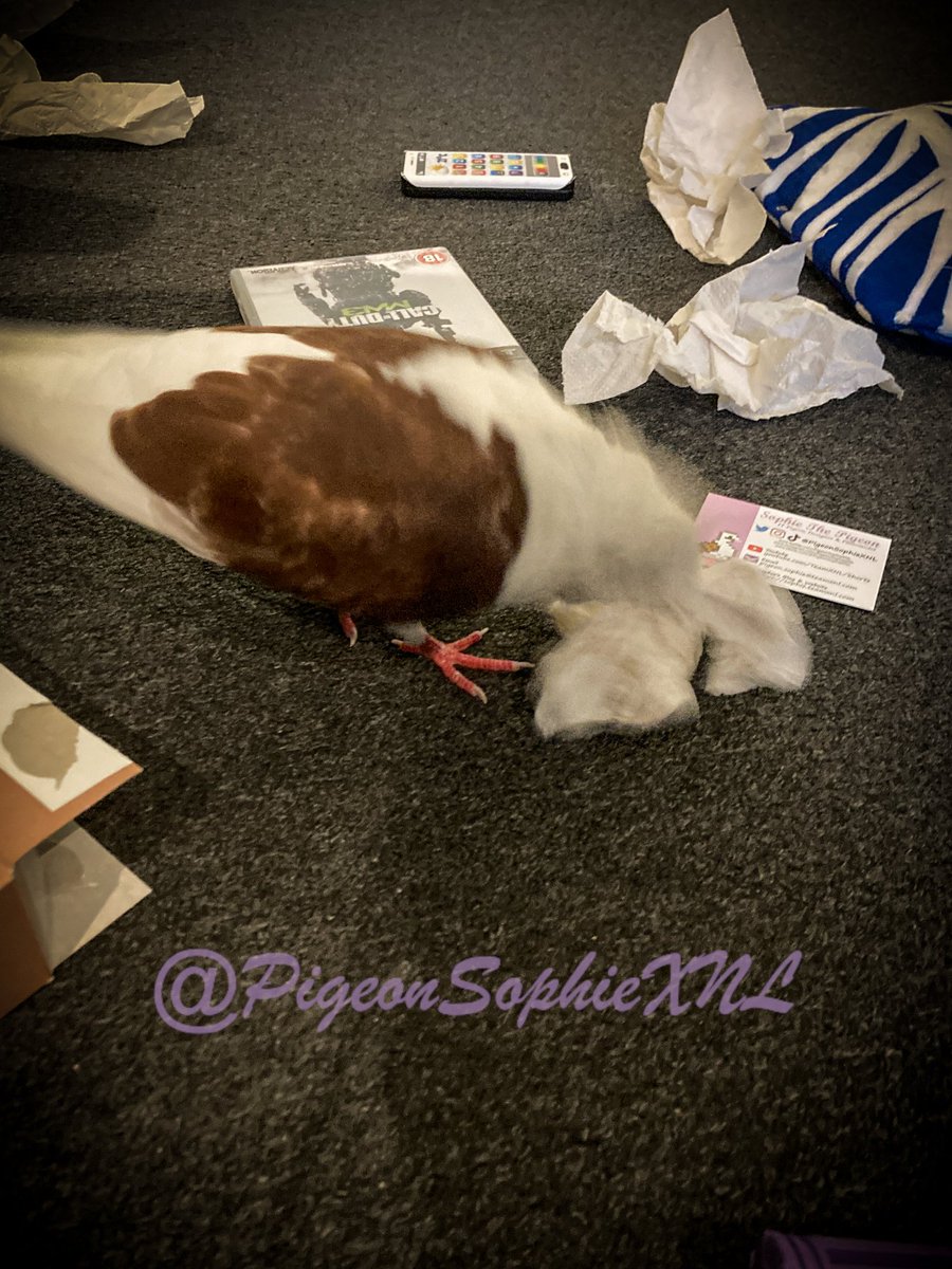 OH MY PECK!! PSA TO ALL BIRDS!! It seems to be some 'special pet day' (called #Dierendag) in our country, and it seems like it that you can make your pet humans give you ANY toy you peck at to play with today! 😍😍😍🕊️🪶 #TakeAdvantage! 🧵1/2 More photo's in second post!🥰