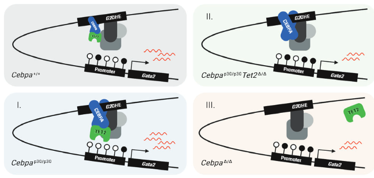 HeyesElizabeth's tweet photo. We propose a model in which elevated levels of CEBPA p30 recruit more TET2 to the GATA2 enhancer resulting in higher, suboptimal GATA2 expression. Loss of TET2 reduces GATA2 expression and thereby gives the leukemic cells a competitive advantage. 9/ https://t.co/RzYHujj2kX
