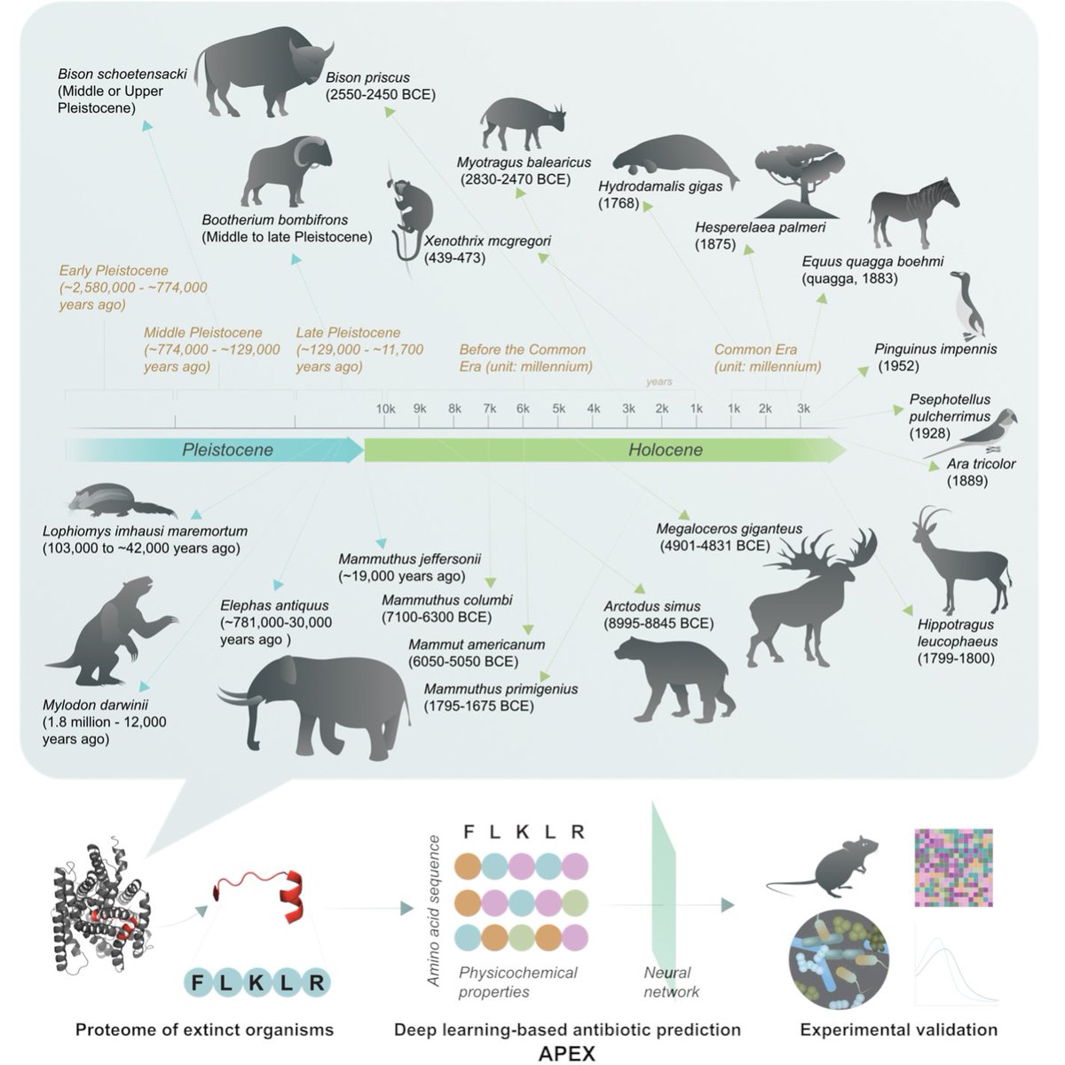 delafuentelab's tweet photo. Excited to share #APEX, our new deep learning method for molecular de-extinction. Discovered 11K antibiotics in the "extinctome", including in the woolly mammoth, ancient sea cow, giant sloth, and extinct giant elk. (Thread 1/8)
🦕🌊 #ExtinctomeRevealed

https://t.co/Tn70m0mhrx https://t.co/v9Nu3Nxh7C