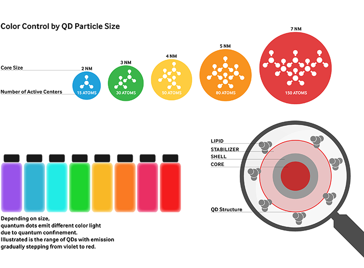 Rainmaker1973's tweet photo. #Today, Moungi G. Bawendi, Louis E. Brus and Alexei I. Ekimov have been awarded the Nobel Prize in Chemistry 2023 for the discovery and development of quantum dots.

Quantum dots are nanoscale semiconductor particles, typically composed of materials like cadmium selenide or indium phosphide. Their size is incredibly small, usually in the range of 2 to 10 nanometers, which is about 50 to 100 atoms wide. This minuscule size grants them remarkable properties.

One of the most distinctive features of quantum dots is the phenomenon known as quantum confinement, which arises due to their nanoscale dimensions, which lead to quantum behaviors. 

Picture quantum dots as being so tiny that they force electrons to behave differently within them compared to bulk materials. When confined in such a small space, electrons can only occupy certain discrete energy levels, similar to how steps on a staircase work.

This quantum confinement leads to a fascinating outcome: the quantum dots emit light of specific colors based on their size. 

Imagine each quantum dot as a microscopic color factory, with the size of the dot determining the color of light it produces. Smaller quantum dots emit bluish light, while larger ones emit reddish light. This property is called "tunability," and it has numerous applications, especially in display technologies like quantum dot TVs.

On top of display technology, quantum dots quantum dots serve as efficient and precise contrast agents for imaging.  They help doctors visualize and diagnose diseases more effectively. They catalyse chemical reactions and their clear light can illuminate tumour tissue for a surgeon. 

They can be used in solar panels as well, to capture a broader spectrum of sunlight, making them more efficient at converting light into electricity.

And they are being explored as qubits (quantum bits) in quantum computing due to their unique quantum properties.

In a nutshell, quantum dots are related to chemistry, but today's Nobel Prize undoubtedly has a strong physics flavor.

[read more: https://t.co/wNiP6qbwTK]