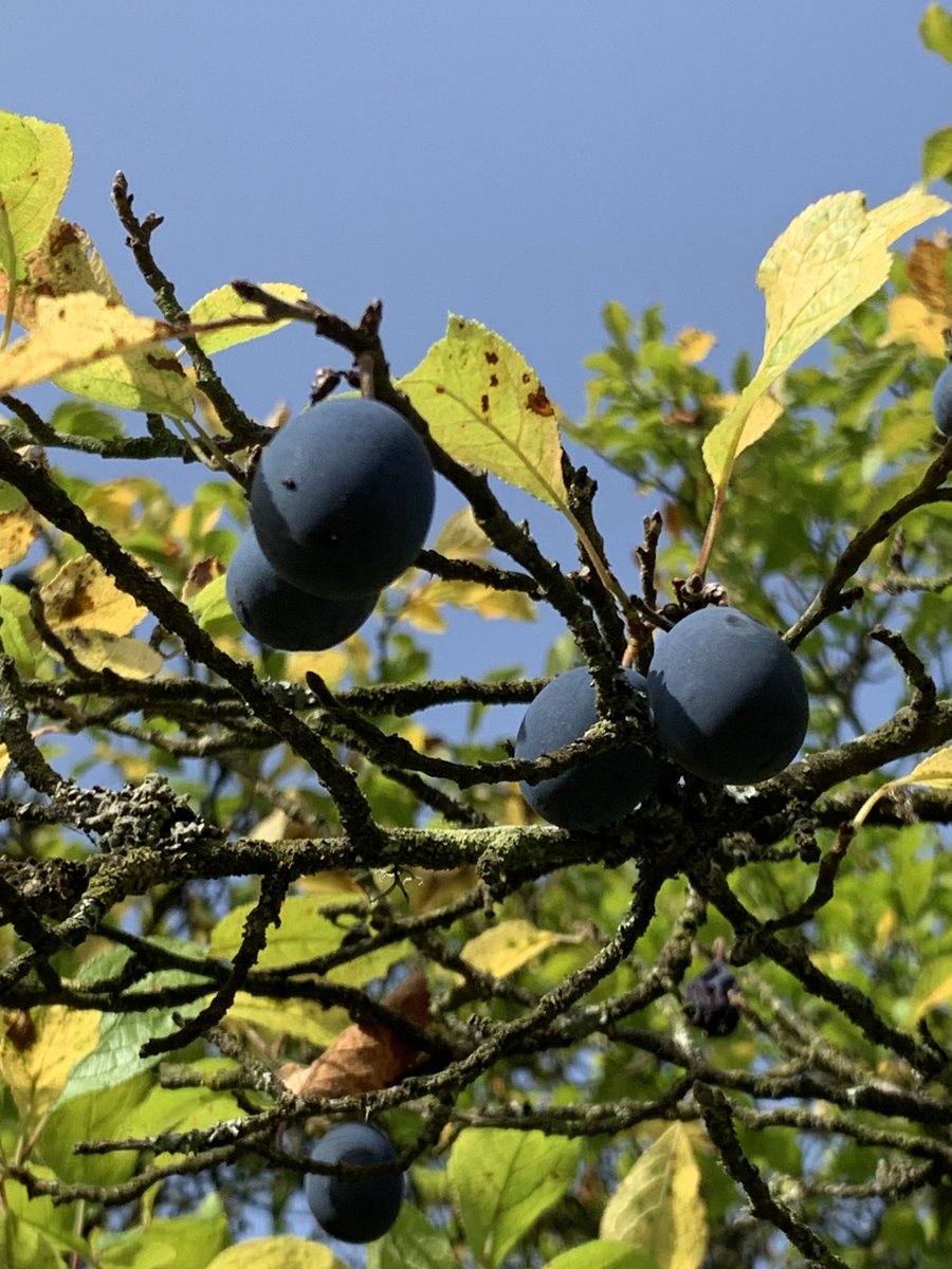 Little Pomona Cider tweet media