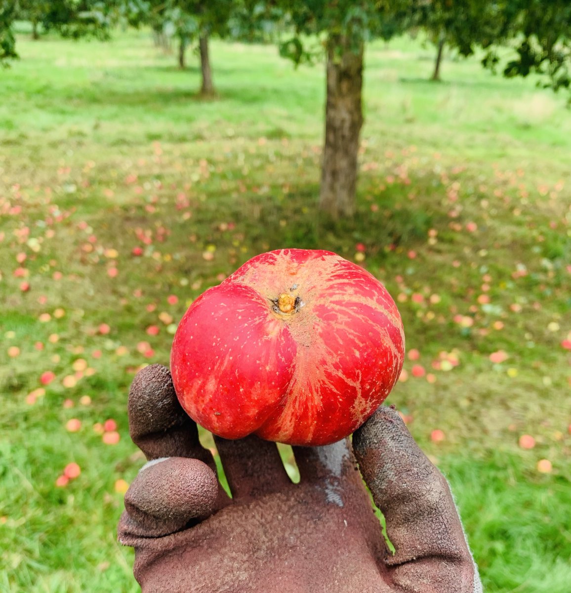 Little Pomona Cider tweet media