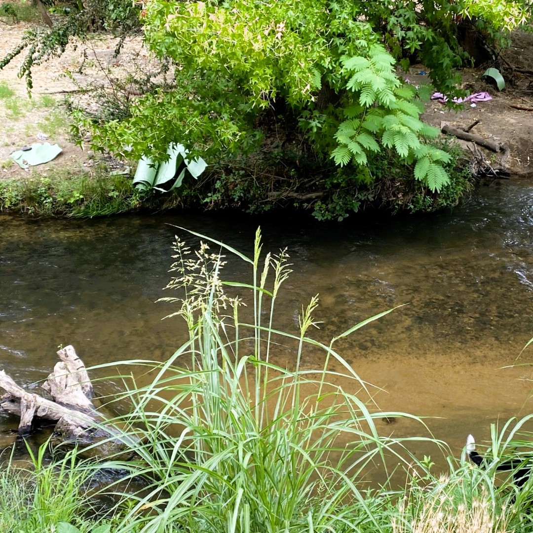 Our ToolBank tools were  in full force in Sacramento and 6 city parks. Friends of Auburn Ravine borrowed trash pickers, gloves, and safety vests for their cleanup day. The day included 163 volunteers who collected 133 trash bags, totaling 4,140 pounds! Photo credit: Laura Peters