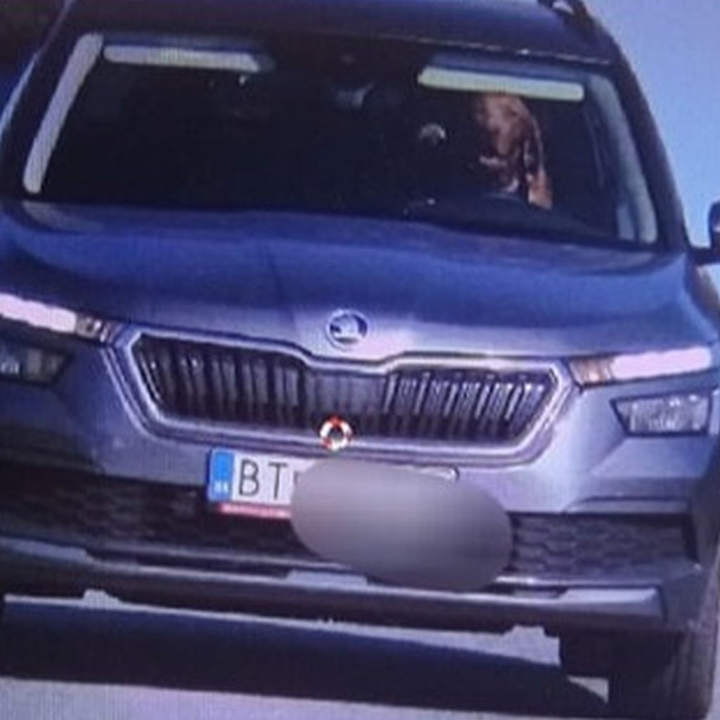 Da staunte die #Polizei nicht schlecht: In der #Slowakei fuhr ein #Jagdhund ein #Auto in eine #Radarkontrolle!🐶🇸🇰
natuerlich-jagd.de/hund/hund-am-s…