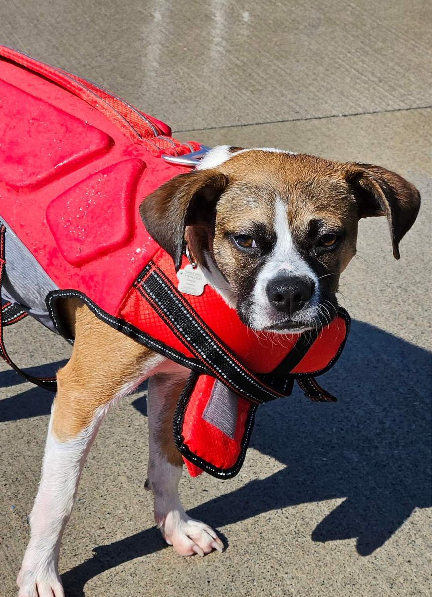 Brother James on X: My young Arffy doing his best impression of David  Hasselhoff #puppy, #puppylove, #baywatch t.coM7TViQ88cE  X