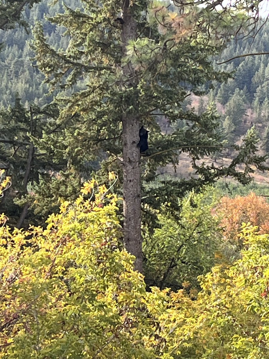 ColdstreamElementary tweet media