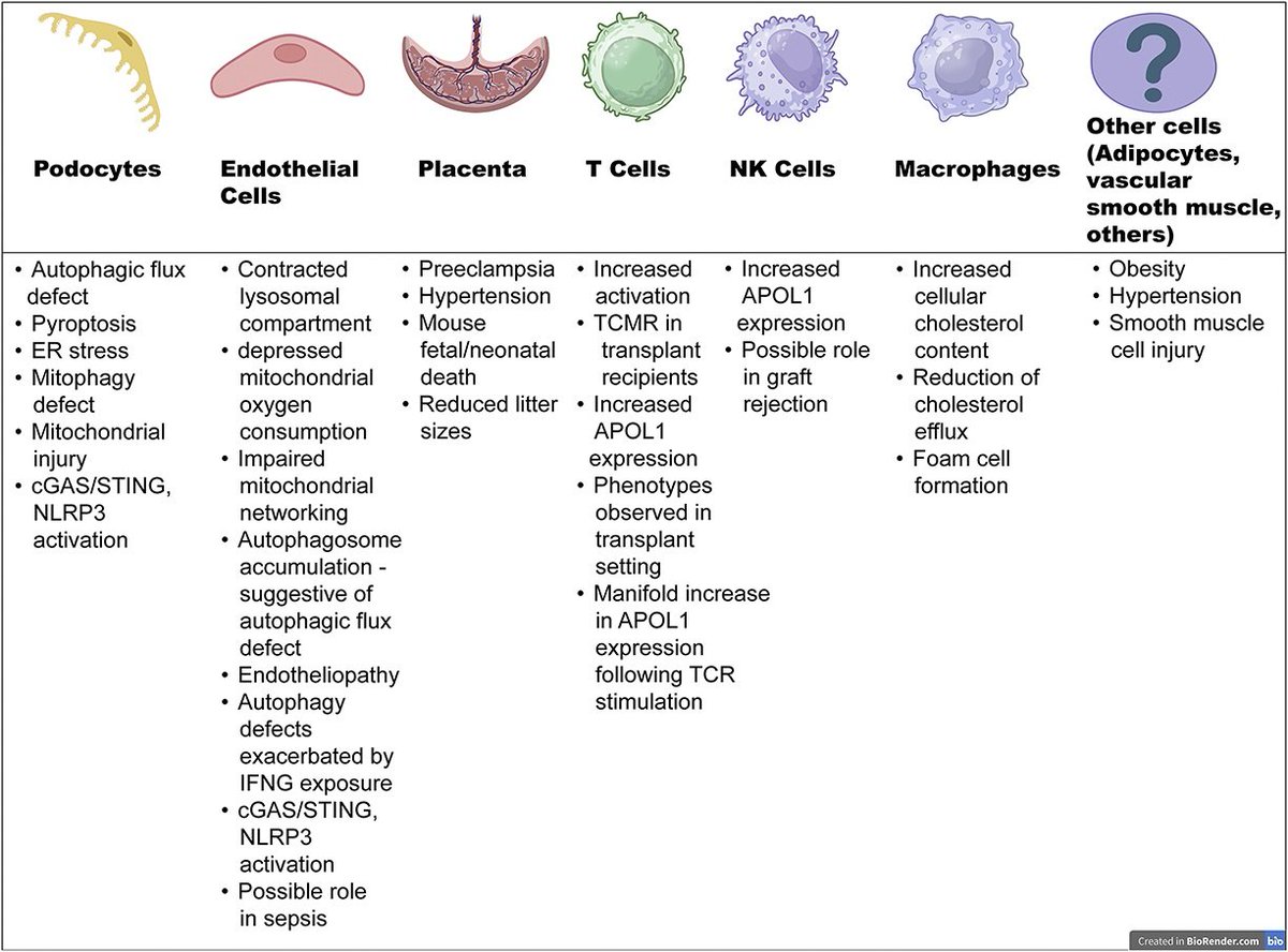 Since the discovery of variants in APOL1 and their link to kidney disease in those of recent African ancestry, a wide body of research has emerged. This Review examines the reports which placed the podocyte at the center of our understanding of APOL1-FSGS bit.ly/KID0216