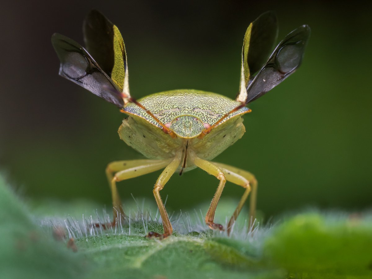 Lift Off!

A Shieldbug I photographed in my garden today.

#shieldbug #insects #macrophotography #earthcapture #minibeast