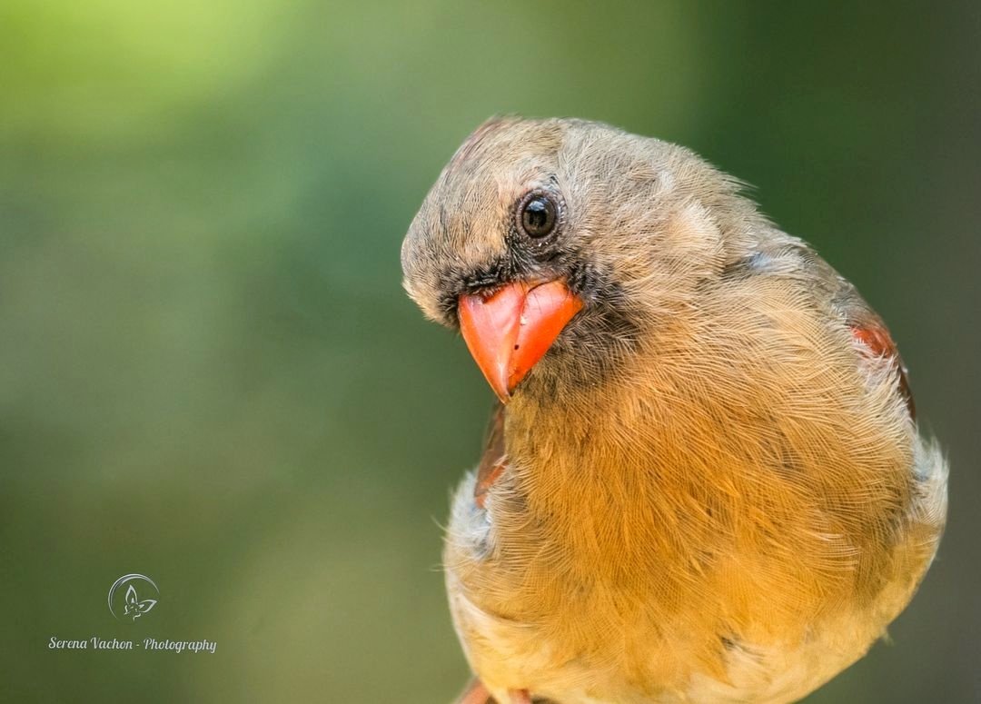 Serena Vachon - Photography tweet media