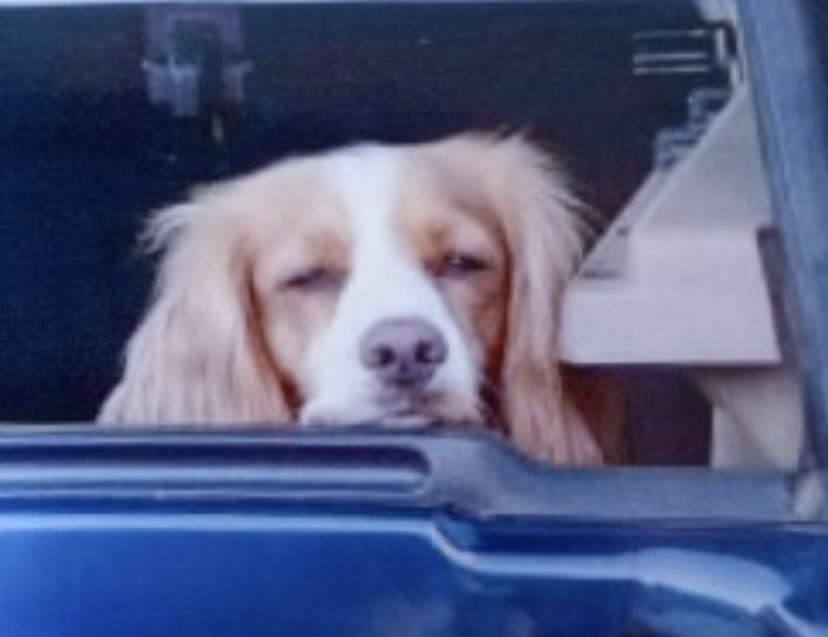 #SpanielHour POPPY ‼️LOCALS‼️
Has anybody  seen a light tan #cockerspaniel in #ChippingNorton, #Oxfordshire area missing since WED 31/5/23 by the woods nr #vets.
elderly/quite deaf with lump on tummy. doglost.co.uk/images/dogs/18…
@CNSchool @ChippingNortonC @ChippingNortonT PLS RT & 👀