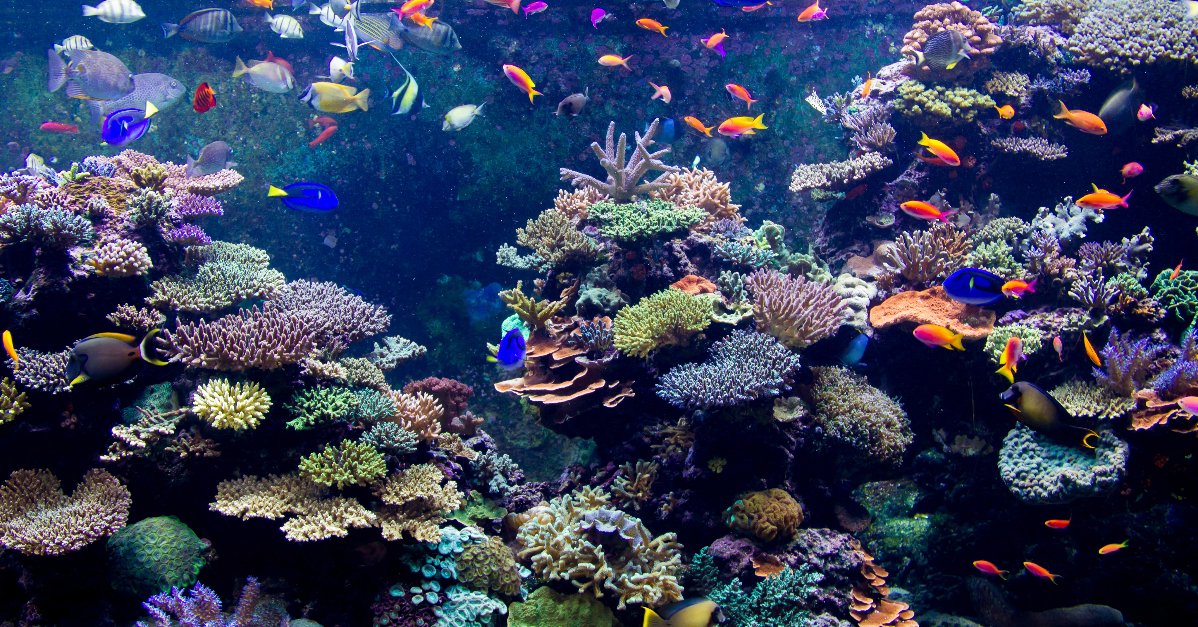 MimusMx's tweet photo. 🌊🐠 Los arrecifes enfrentan una crisis, pero hay esperanza en el horizonte. Descubre estrategias para la renovación de la vida marina. 

https://t.co/iuCwXl39Ij

#ArrecifesVivos #BiodiversidadMarina #ProtegeNuestrosMares https://t.co/QtnHEKHgcs