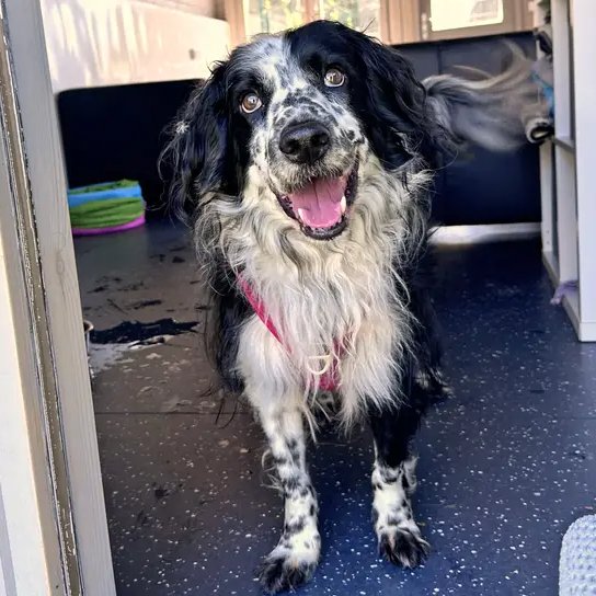 Please retweet to help Tex find a home #SHOREHAM #SUSSEX #UKBeautiful Border Collie Cross aged 9. He's looking for a quiet adult home that could go on with training. He can live with older teenagers and needs to be the only pet. 
🔹🔹OVERLOOKED🔹🔹
DETAILS or APPLY👇