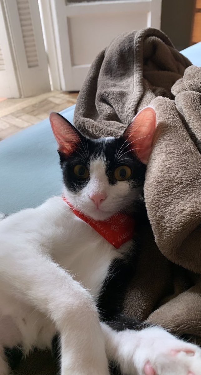 kaiquetc's tweet photo. Coisa mais preciosa que já tive em 30 anos de vida. Te amo, meu neném ❤️ https://t.co/Cb6SvlUC5D