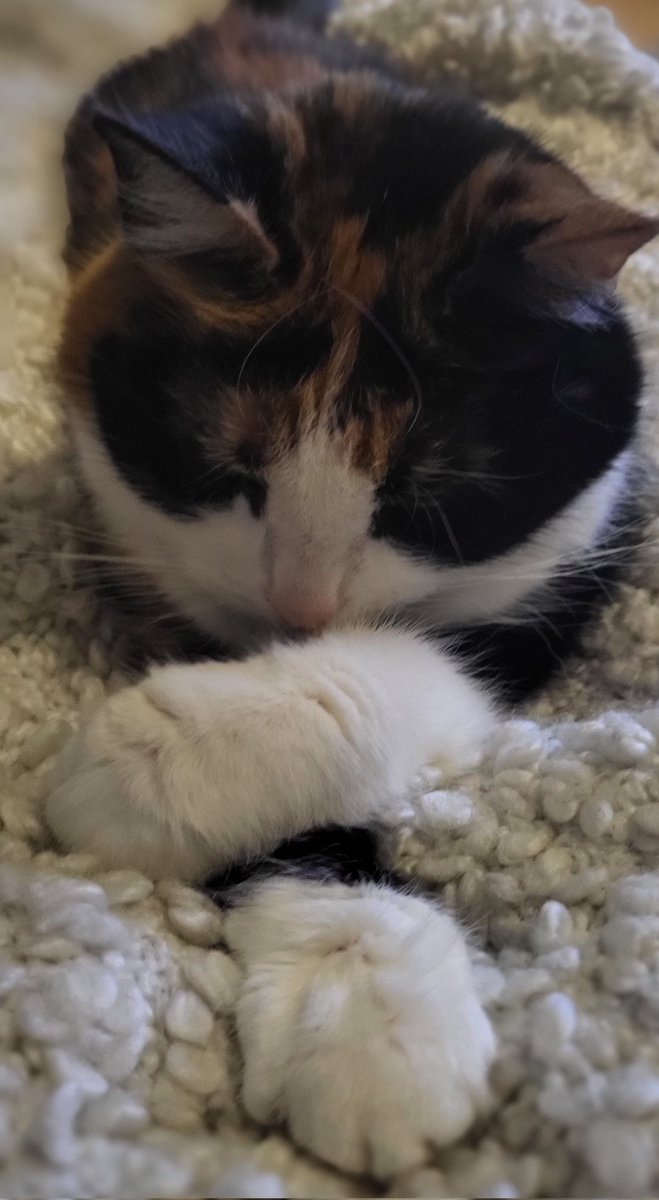 t11ako's tweet photo. Hyvää eläinten päivää 🐈‍⬛
#CatsOfX #vanharouva https://t.co/l0y5ReH3Un