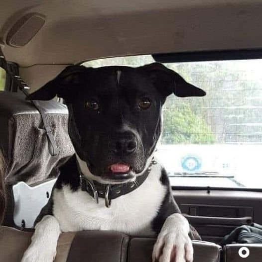 Dalbodog's tweet photo. When I was 5, I would curl up in the lap of my dog while I slept. When my mom came in to get me up, my dog growled at her. I never understood why until much later.
I was taken away by the police due to abuse and my dog was protecting me. I spent the next 3 years in several foster homes. I don’t remember much, except the dogs. Every home that had a dog, was the dog that I latched on to. It was the dog that accepted me for who I was when everyone I knew abandoned me.
Later I was adopted. They also had a dog that became my best friend.
As I grew up, I always had a dog by my side. I am now a fully grown adult with children of my own and we all agree, our dog is their favorite sibling and our best kid…lol. This is Grubbs:
He is my emotional support animal. And I need him as much as he needs me. Due to my childhood traumas, I carry tremendous pain and he is the best medicine for me.
When I look back at my life, I can’t say one dog changed my world, rather dogs made my world worth living in. I could never express my gratitude enough. Thank Dog I’m even here today!
(Credit goes to the respective owner)