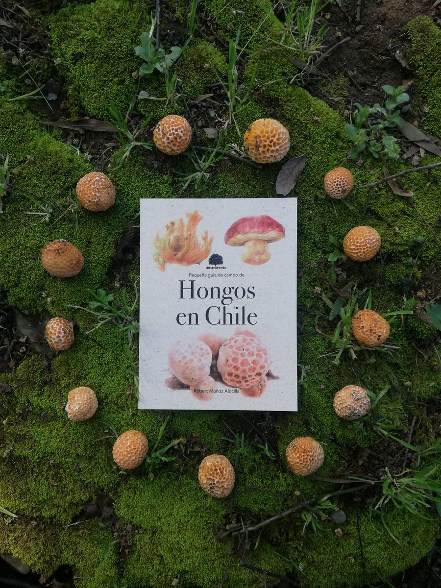 Mi libro "Pequeña Guía de Campo de Hongos en Chile" está a la venta 🤓🍄📚 con envíos a todo Chile 📦🇨🇱 DIFUNDIR #Hongos #Fungi #Libros #Fungicidad #Valdiviacl